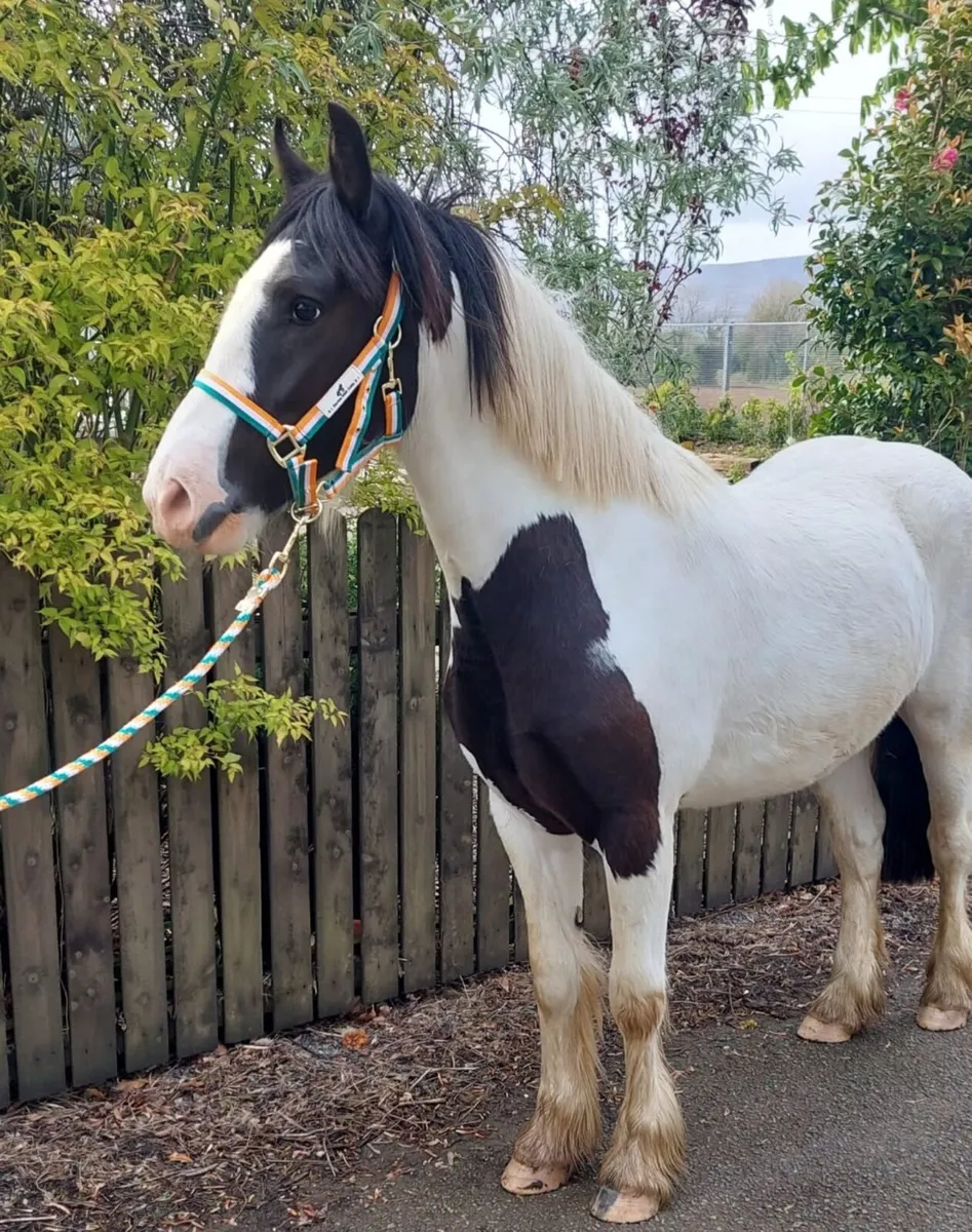 Jerry 4yr old cob x super potential in every way - Image 1