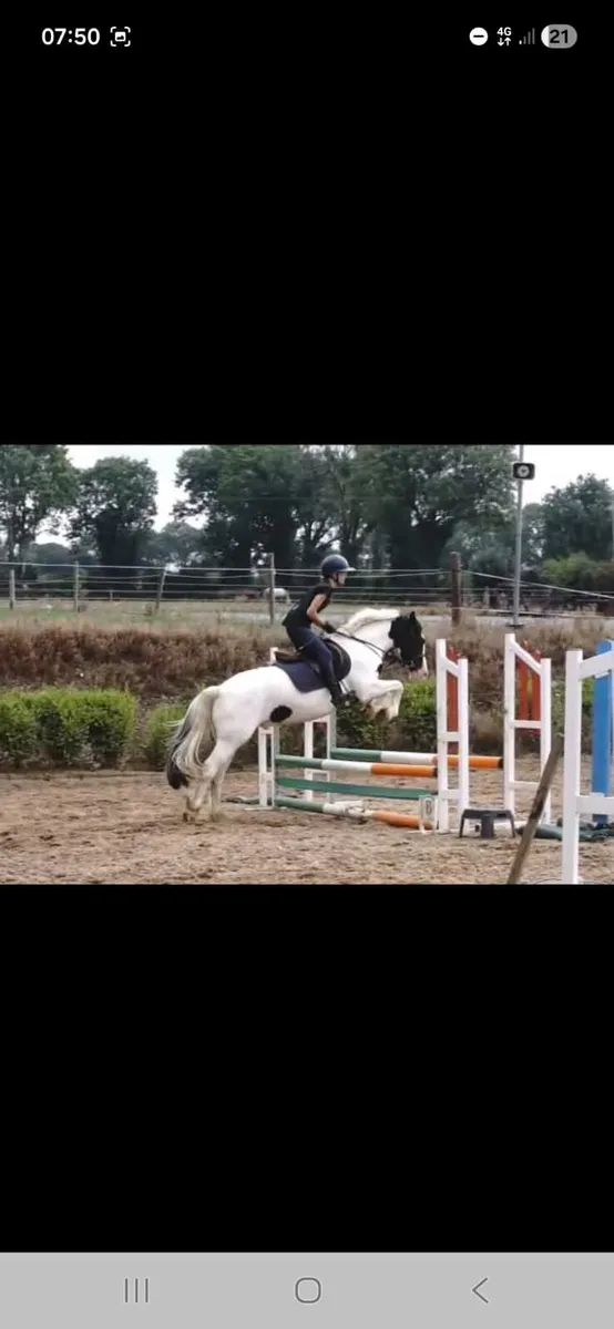 Jerry 4yr old cob x super potential in every way - Image 2