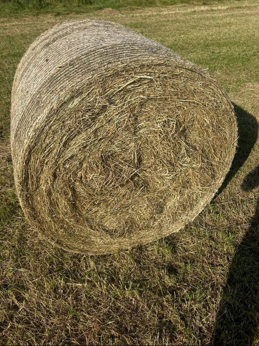 Hay - Image 2