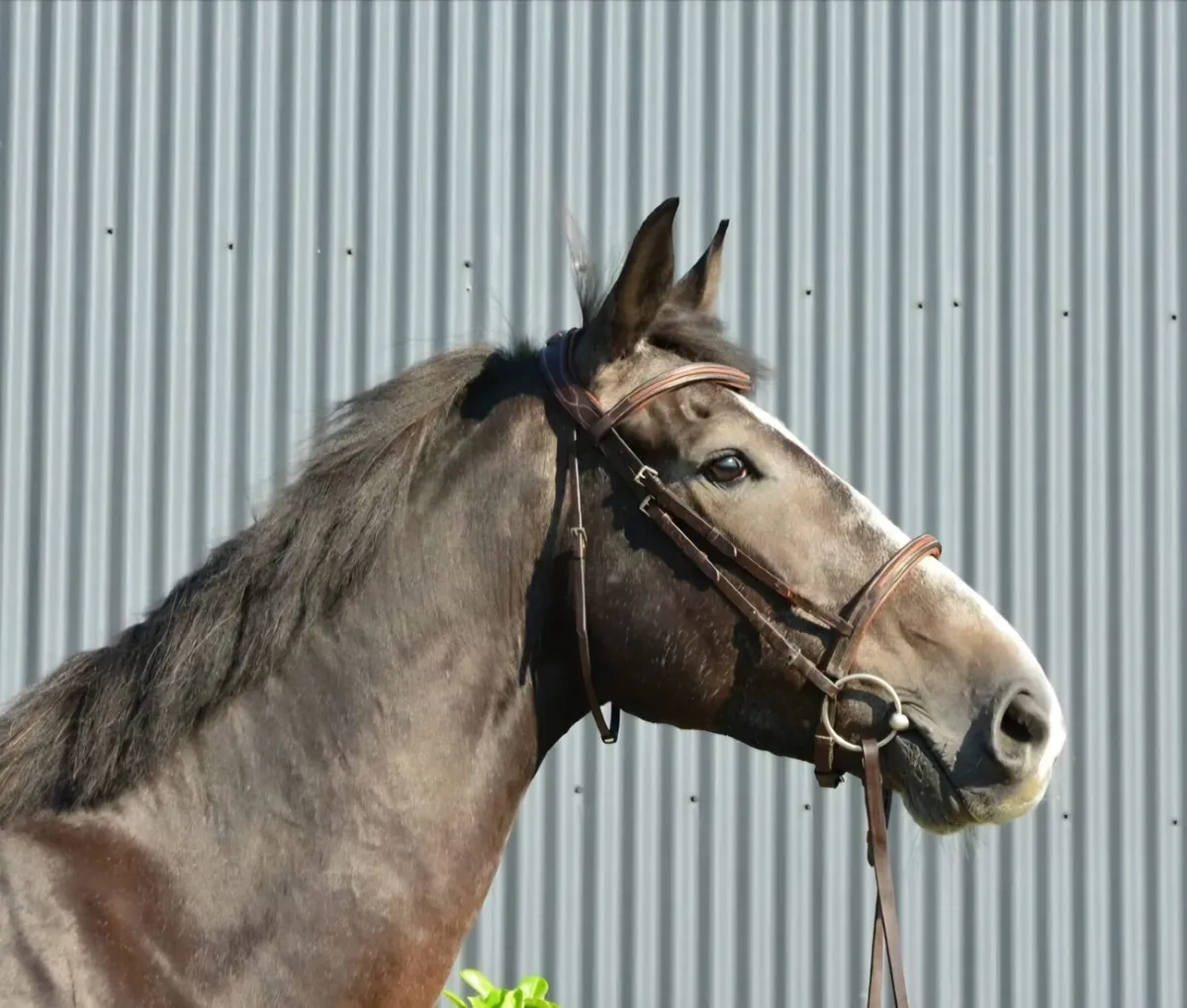 5 y.o. 16.2 hh Gelding – Competition Prospect - Image 1