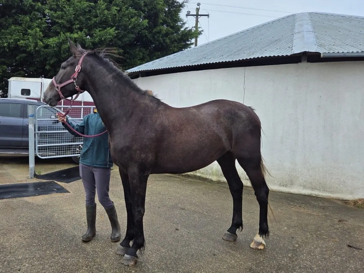 5 y.o. 16.2 hh Gelding – Competition Prospect - Image 3