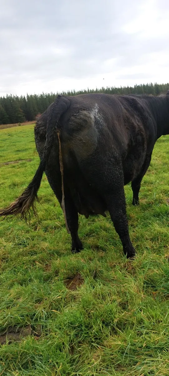 Cow - Image 1