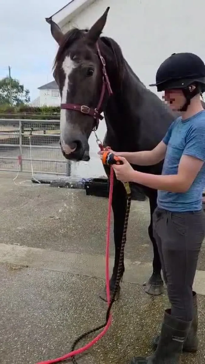 5 y.o. 16.2 hh Gelding – Competition Prospect - Image 4