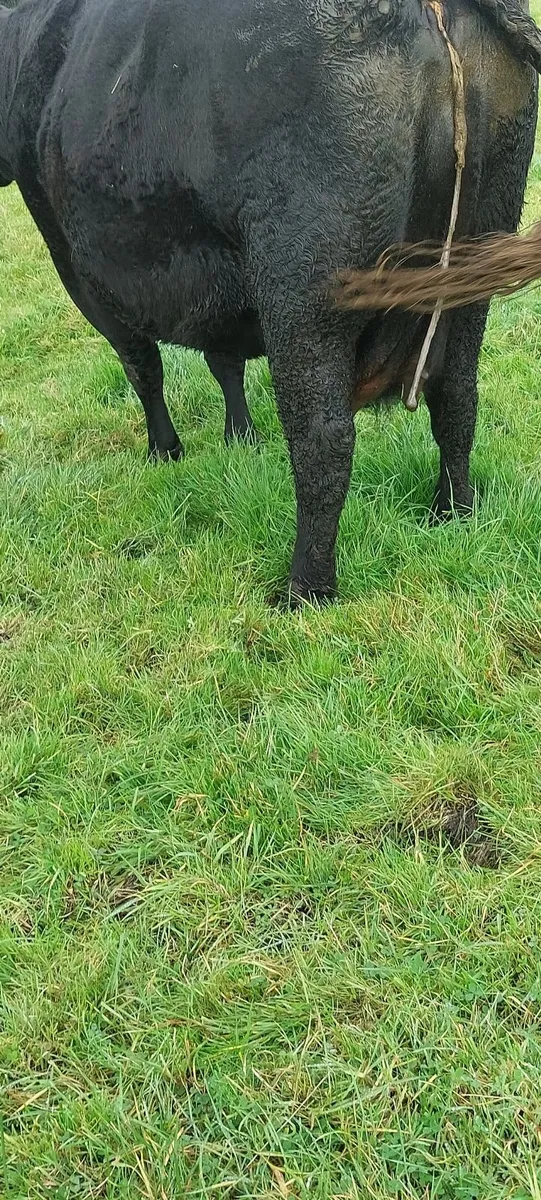 Cow - Image 2