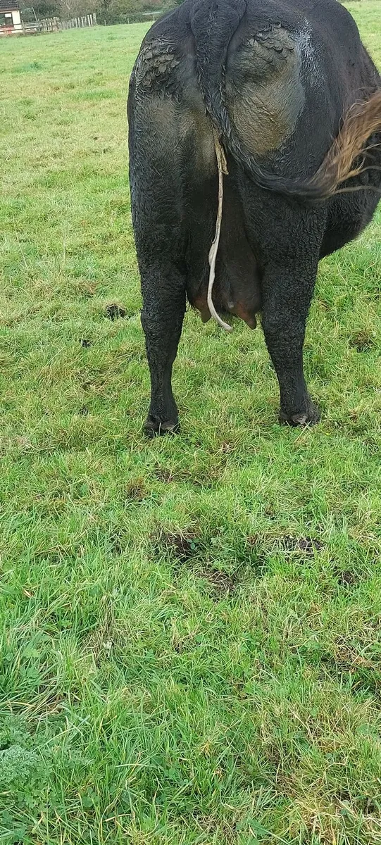 Cow - Image 3