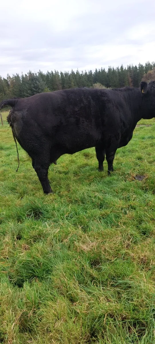 Cow - Image 4