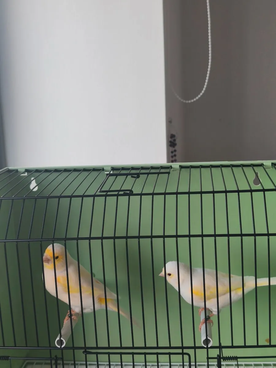 Birds - Image 1
