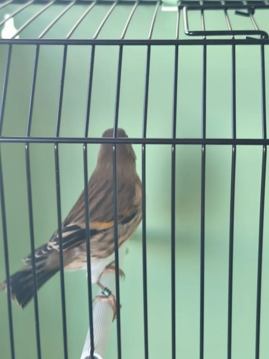 Birds - Image 2