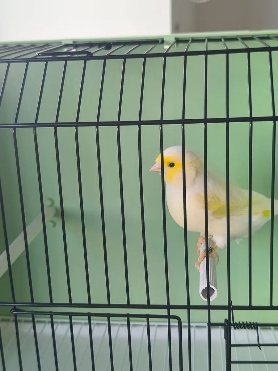 Birds - Image 3