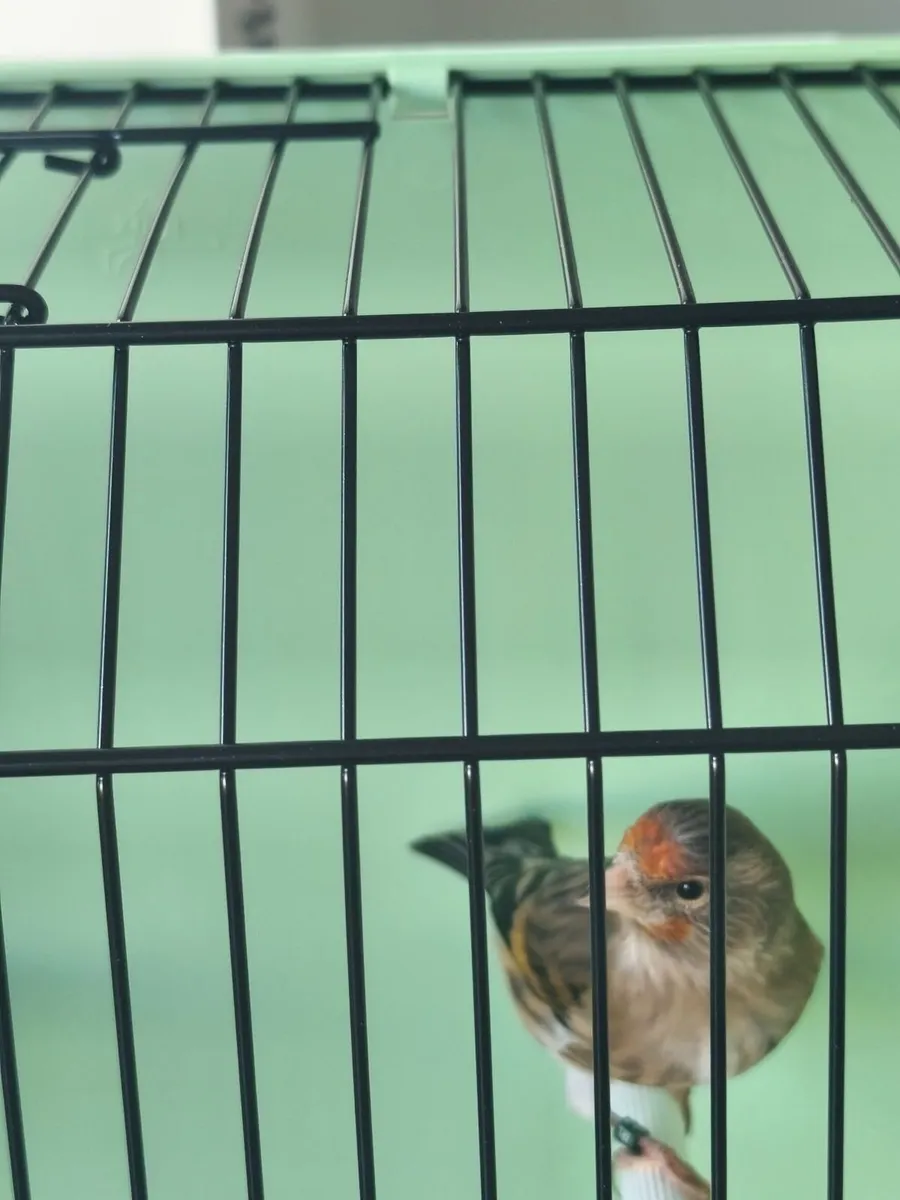 Birds - Image 4