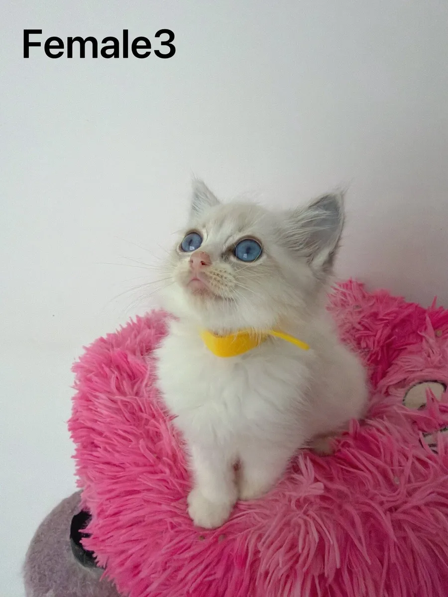 Beautiful Ragdoll Kittens - Image 3
