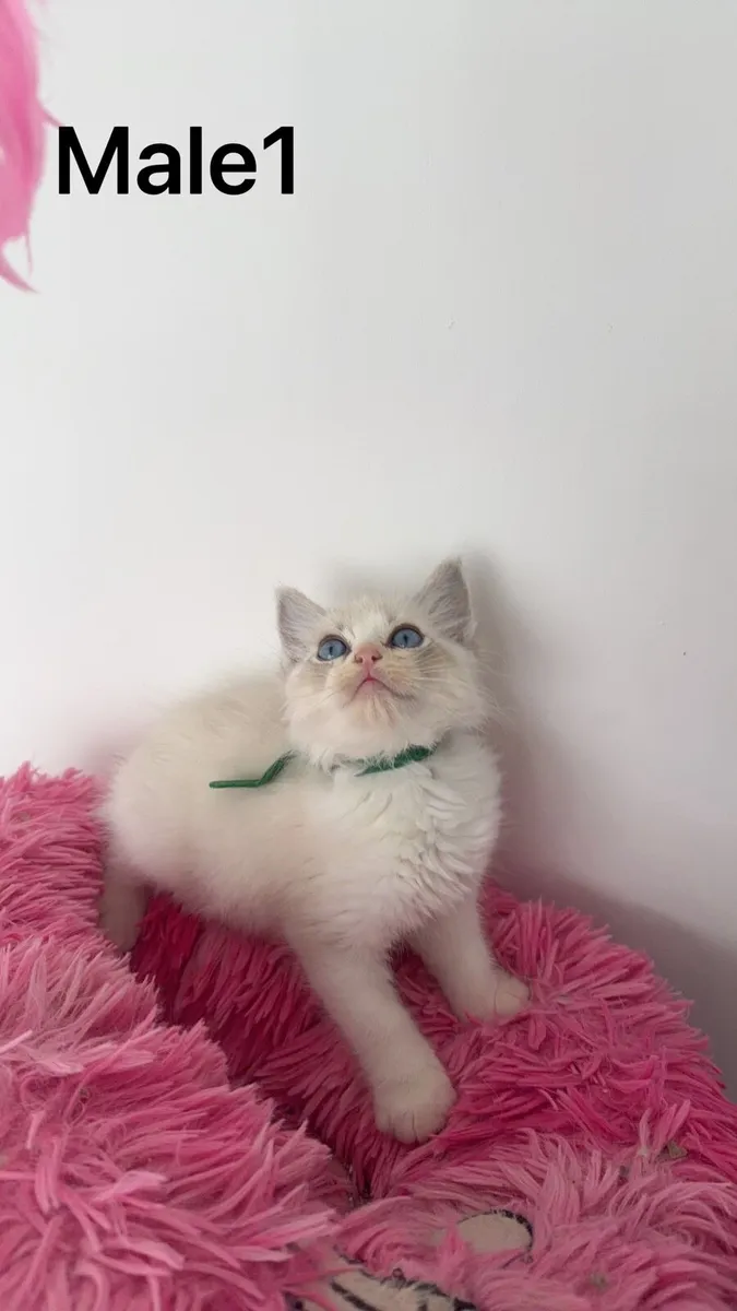 Beautiful Ragdoll Kittens - Image 4