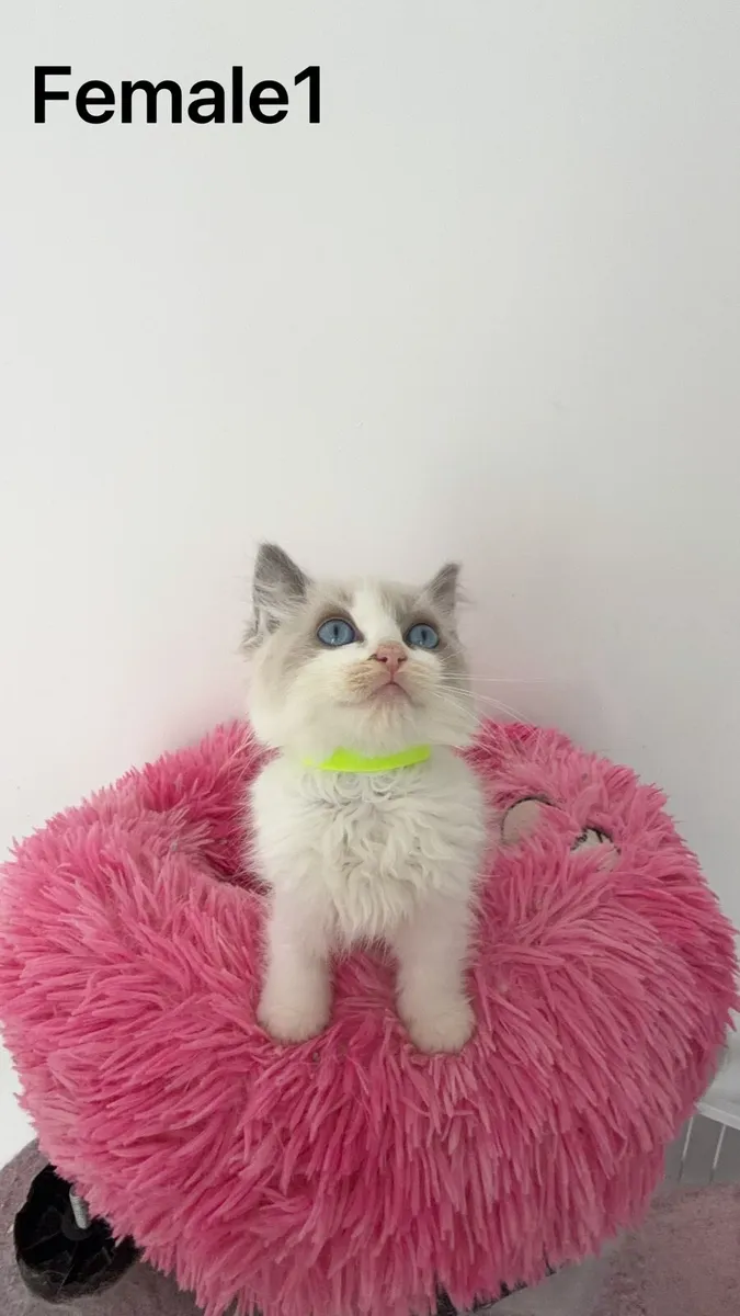 Beautiful Ragdoll Kittens - Image 1