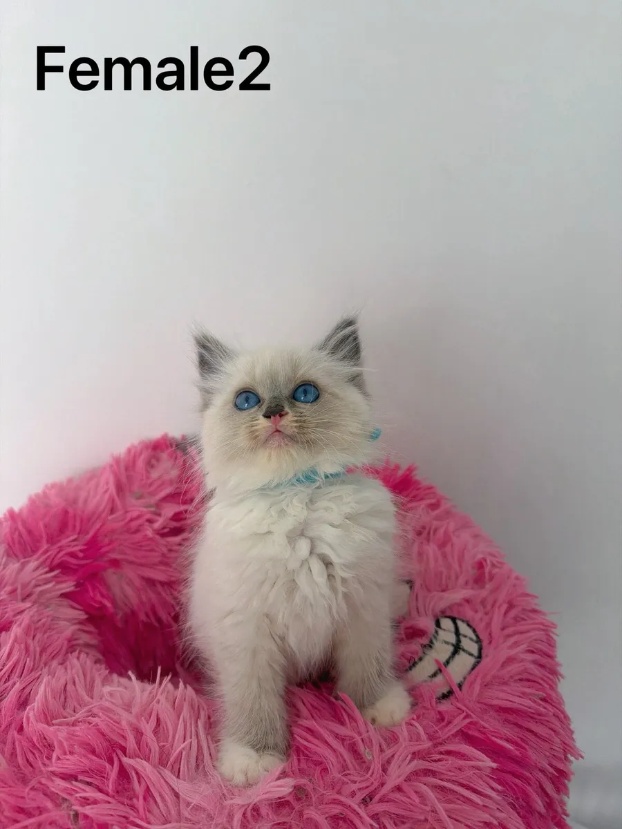 Beautiful Ragdoll Kittens - Image 2