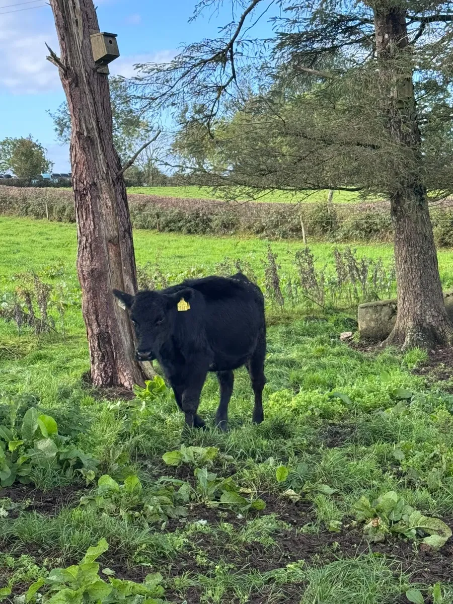 Angus heifers - Image 1