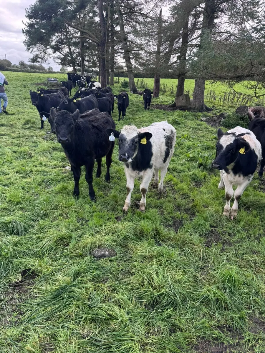 Angus heifers - Image 2