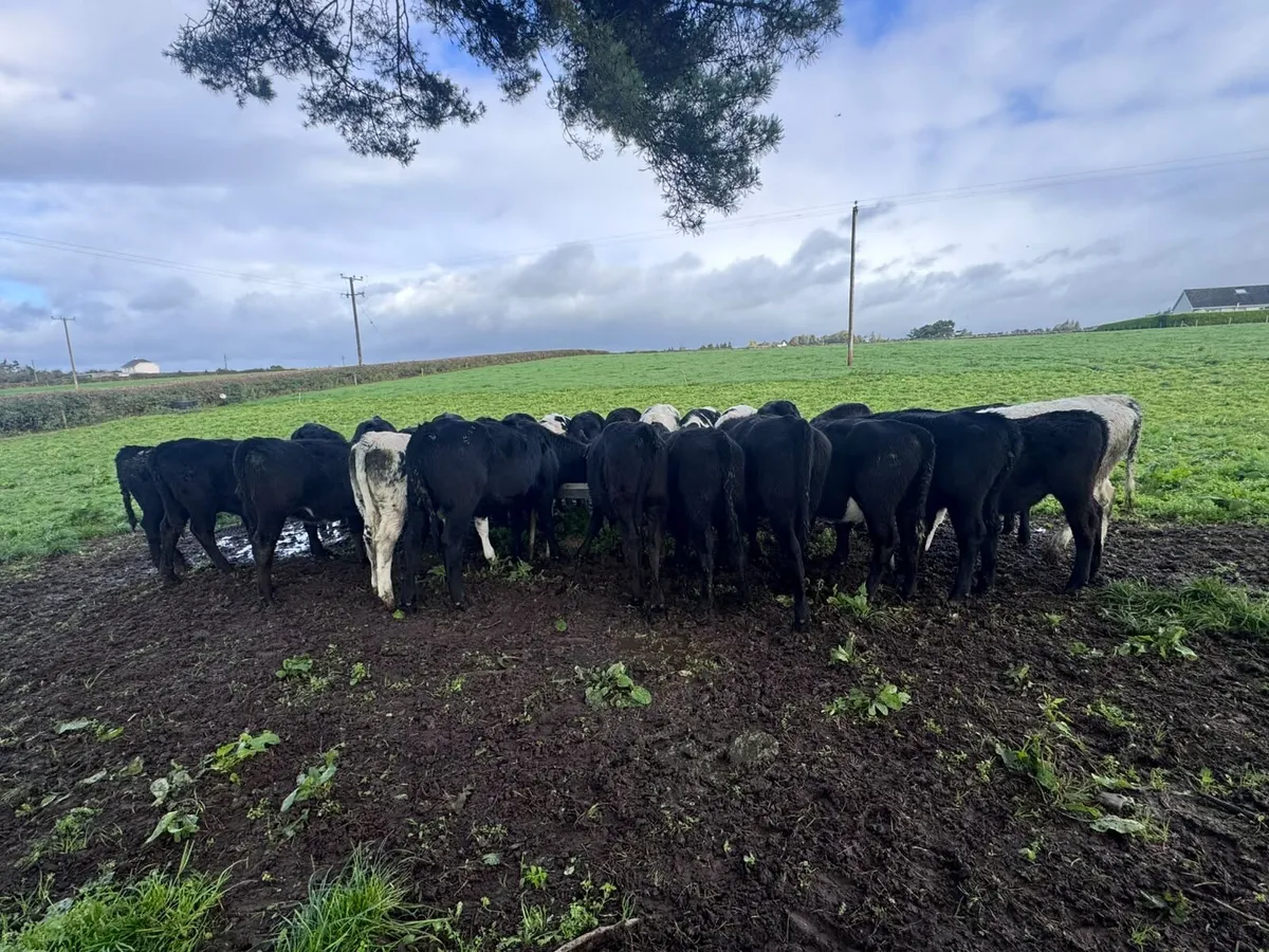 Angus heifers - Image 4
