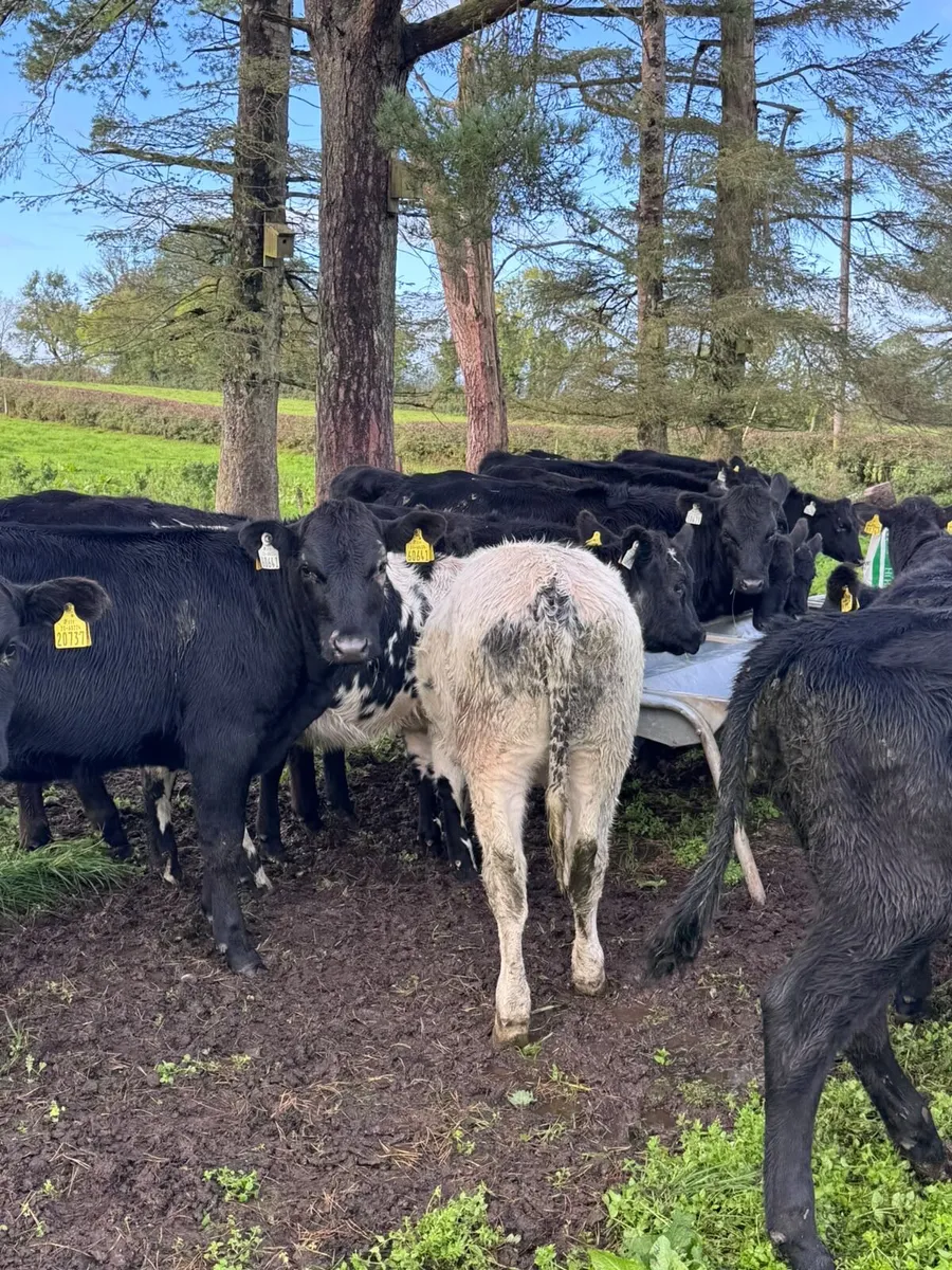 Angus heifers - Image 3