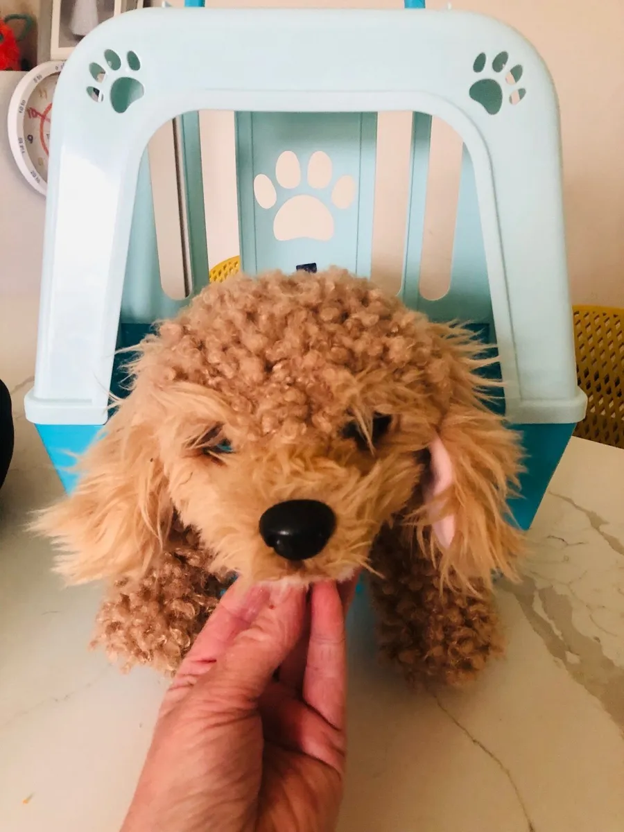 Little live pets cavapoo - Image 1