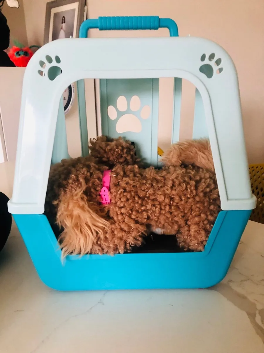Little live pets cavapoo - Image 2