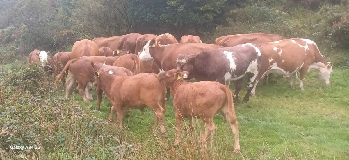 Organic Weanlings - Image 2
