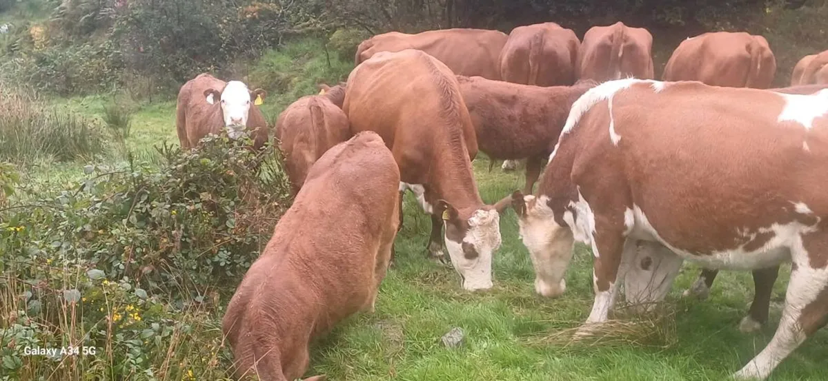 Organic Weanlings - Image 3