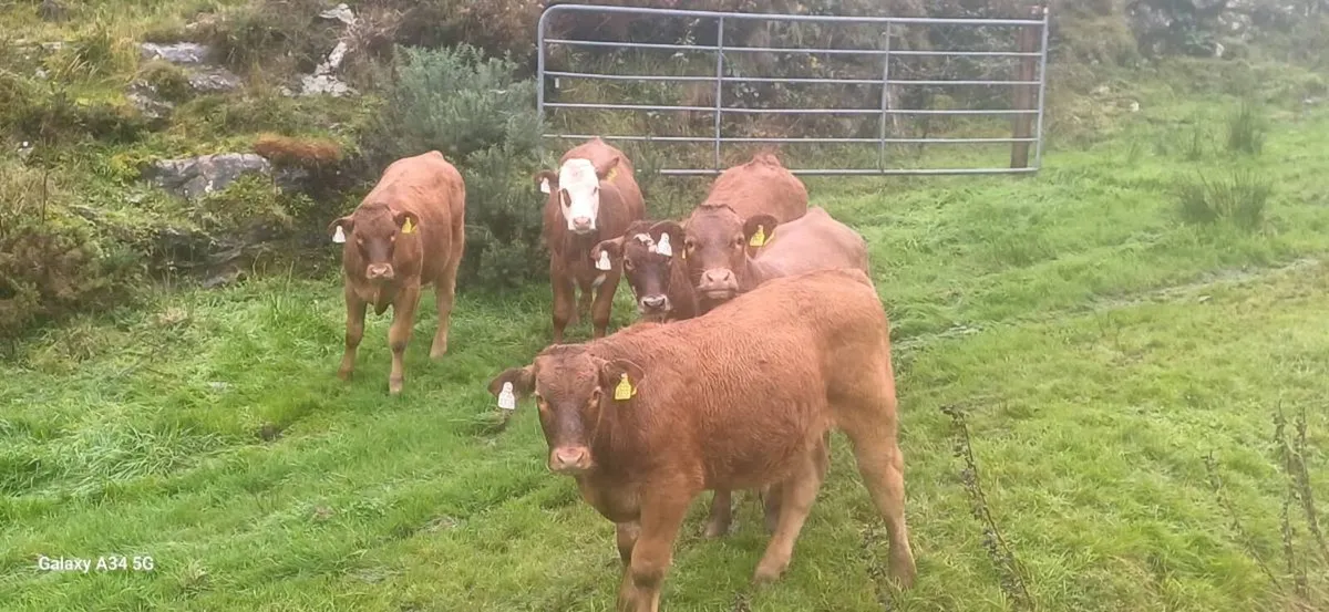 Organic Weanlings - Image 1