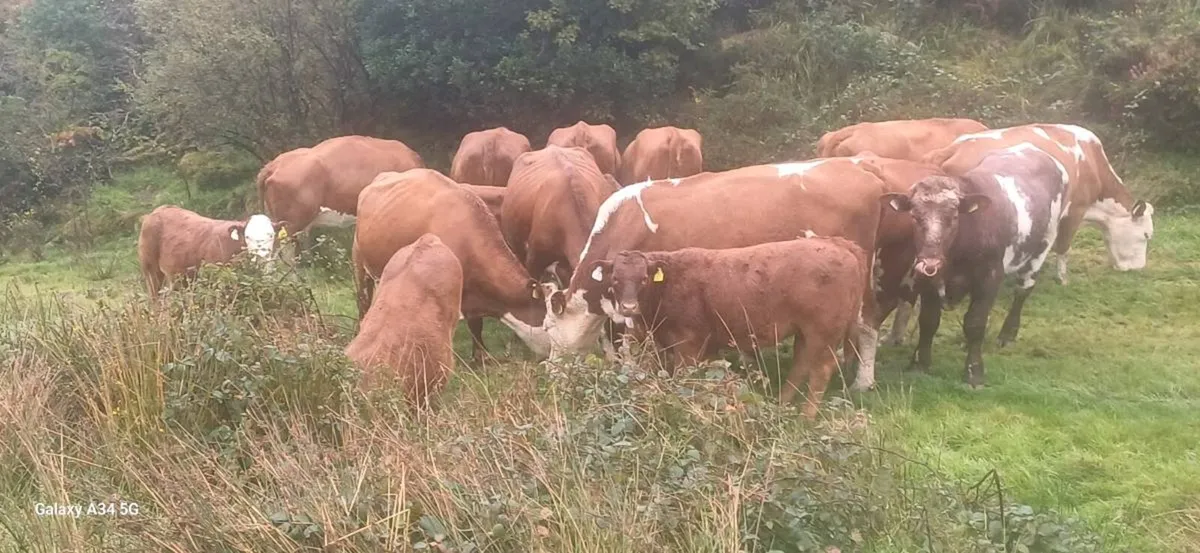 Organic Weanlings - Image 4