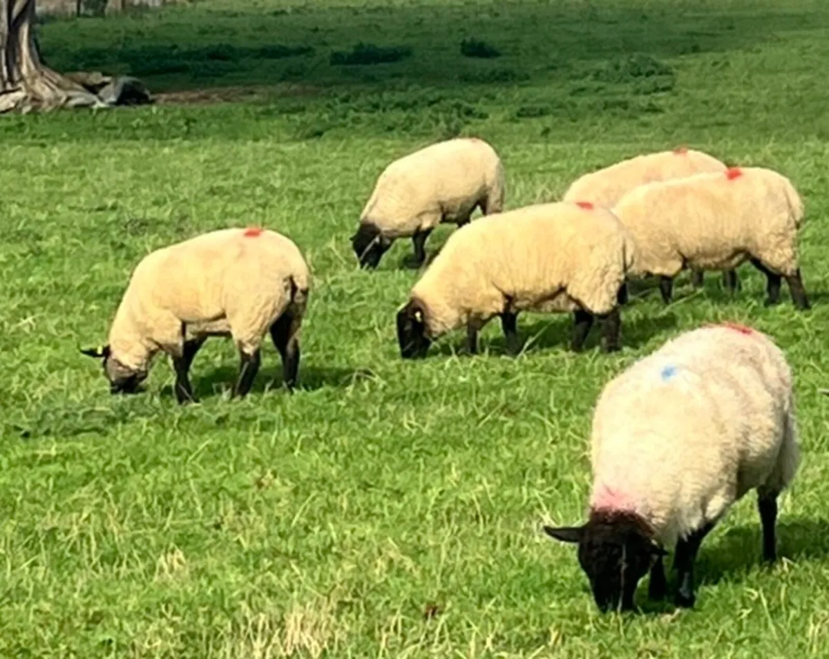 8 Quality Suffolk Hoggets - Image 4