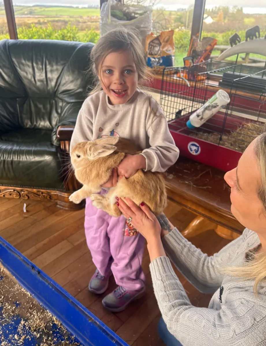 🐇 pet rabbit for sale with cage 🐇 - Image 1