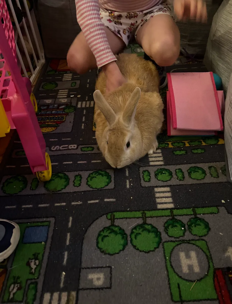🐇 pet rabbit for sale with cage 🐇 - Image 4