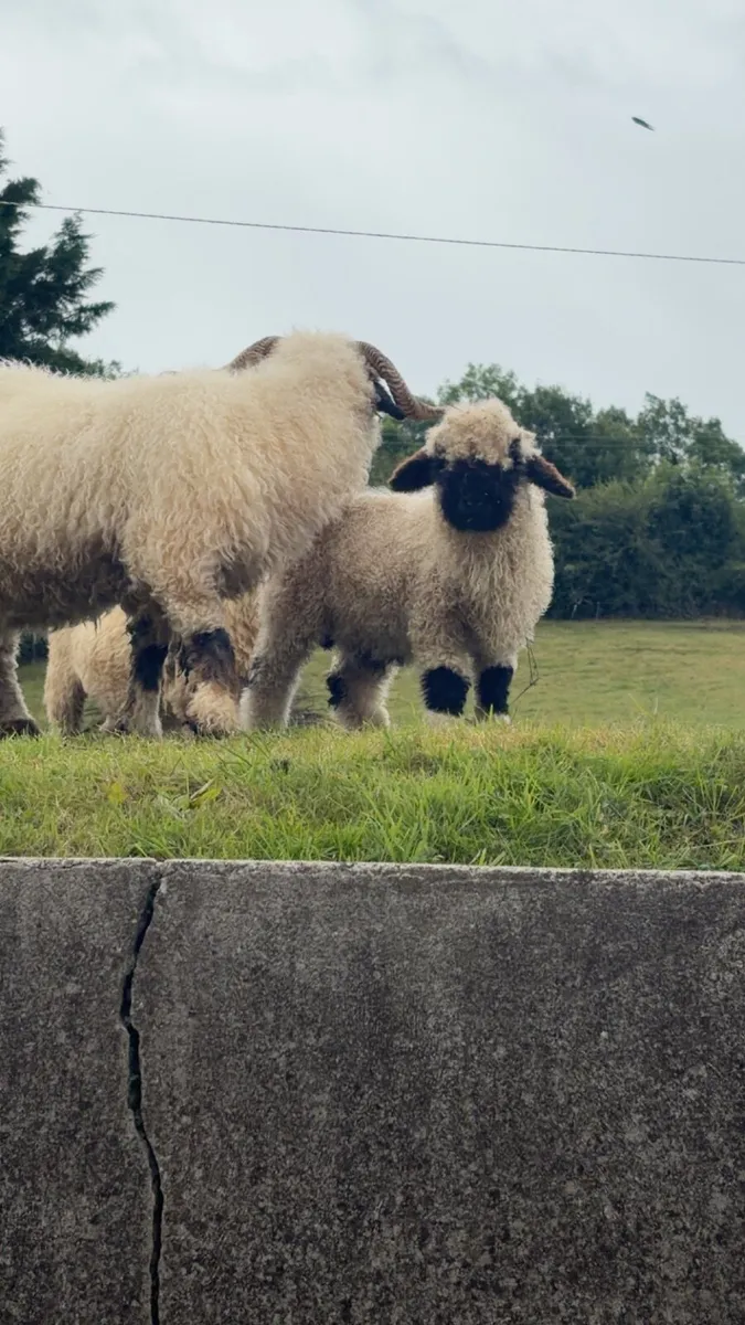 Valais Ram lamb for sale - Image 1