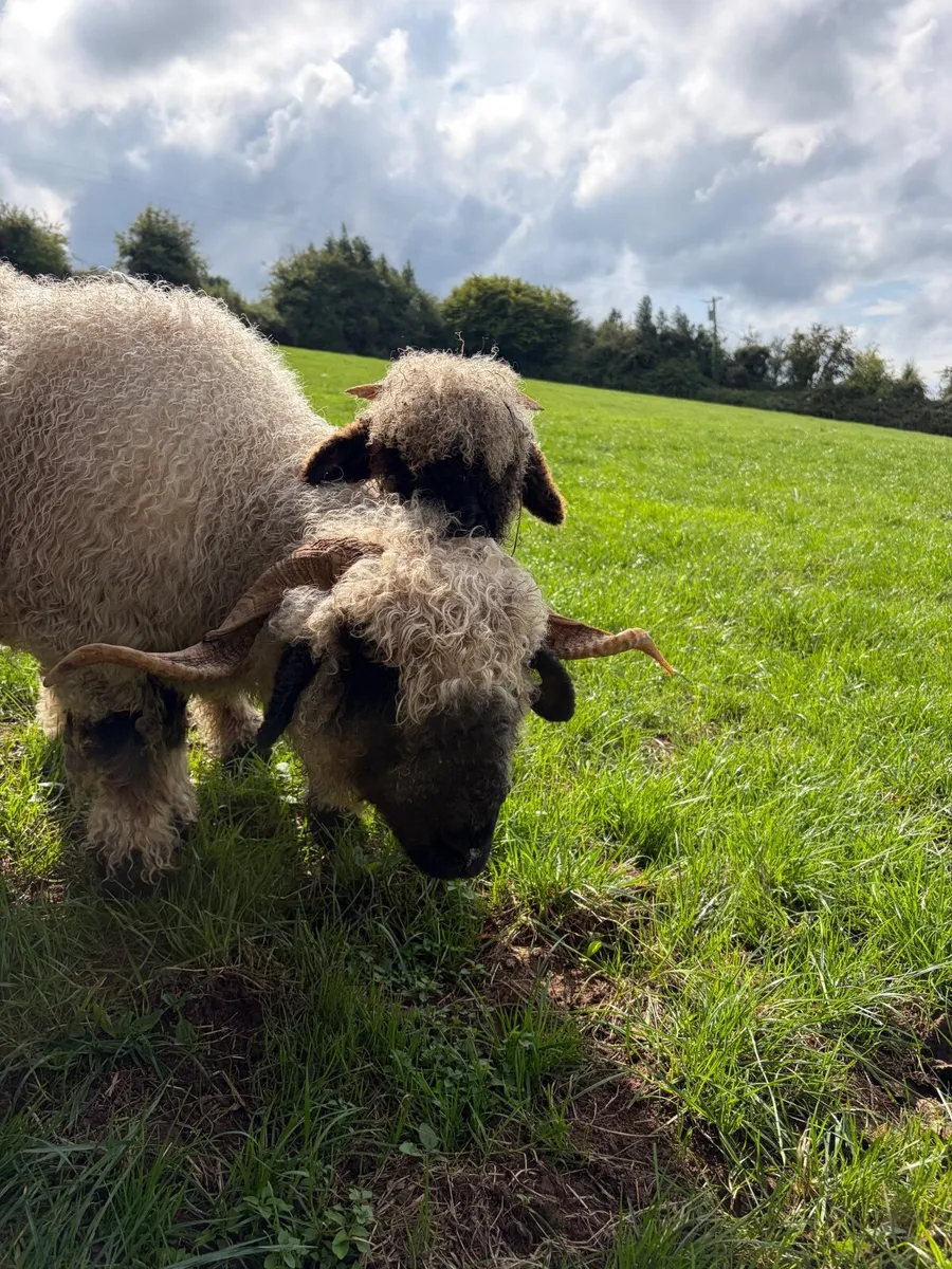 Valais Ram lamb for sale - Image 2