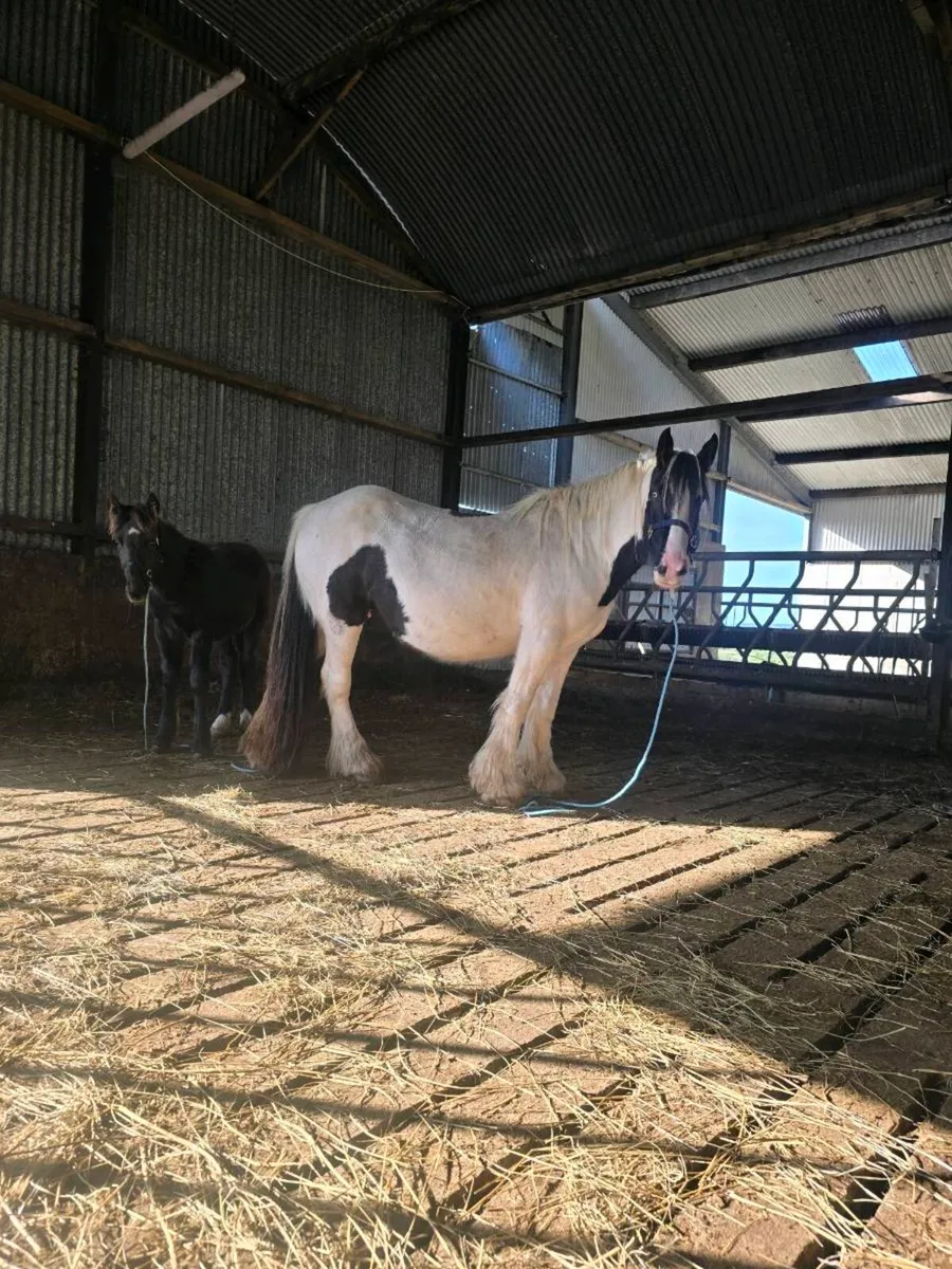 Super Quality Mare and foal for sale - Image 1