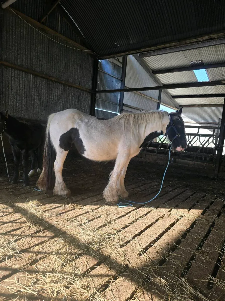 Super Quality Mare and foal for sale - Image 2