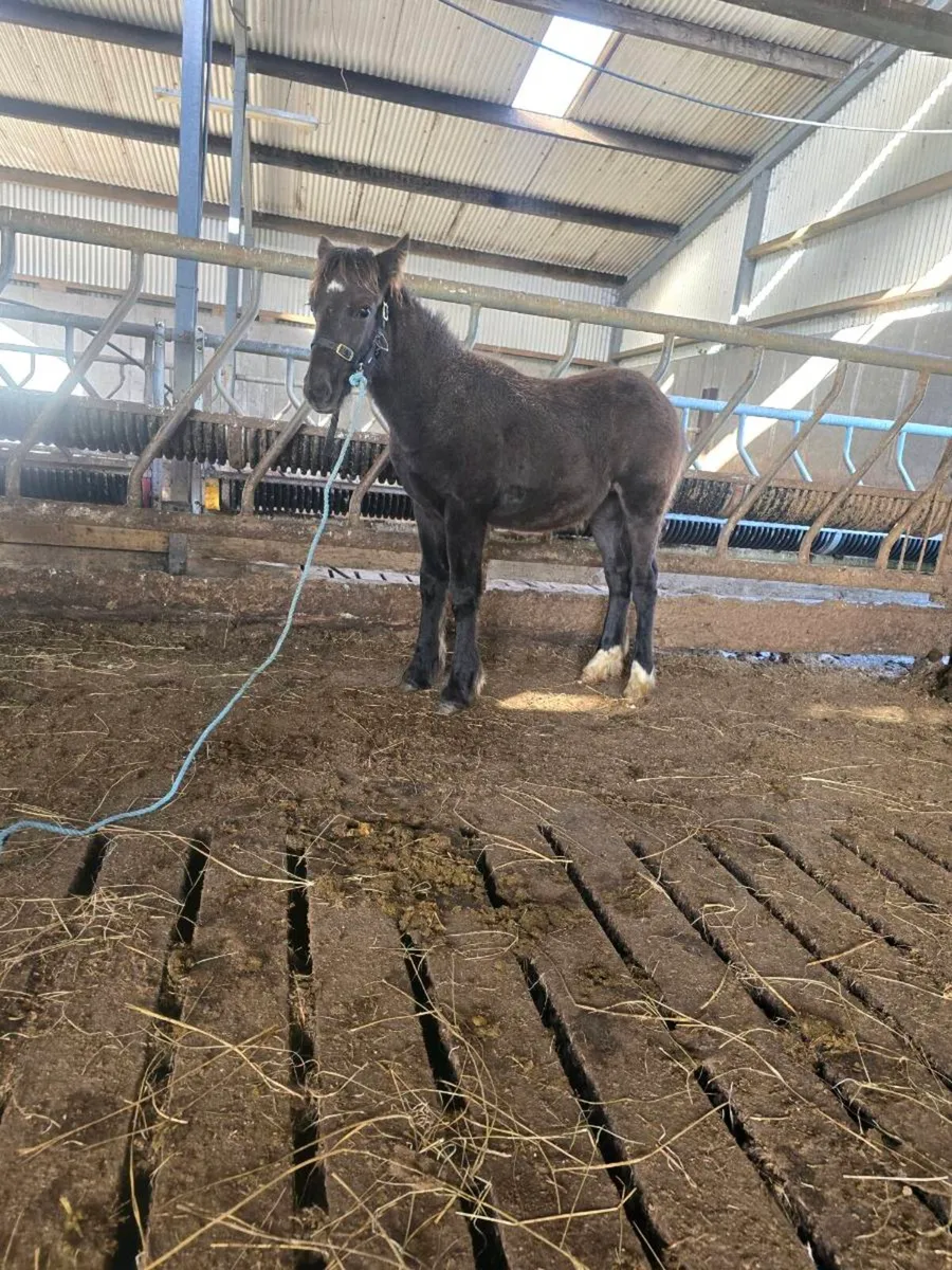 Super Quality Mare and foal for sale - Image 3