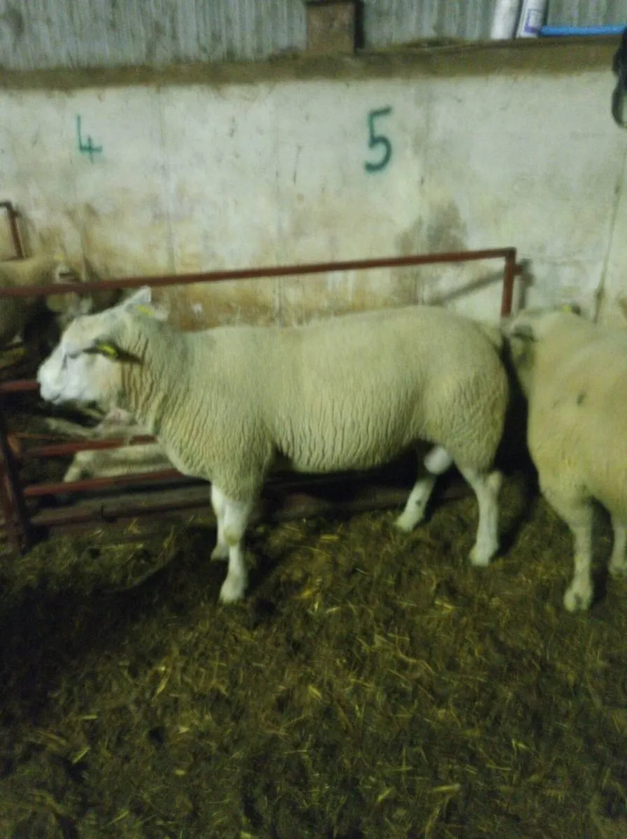 Chartex hogget Rams - Image 3