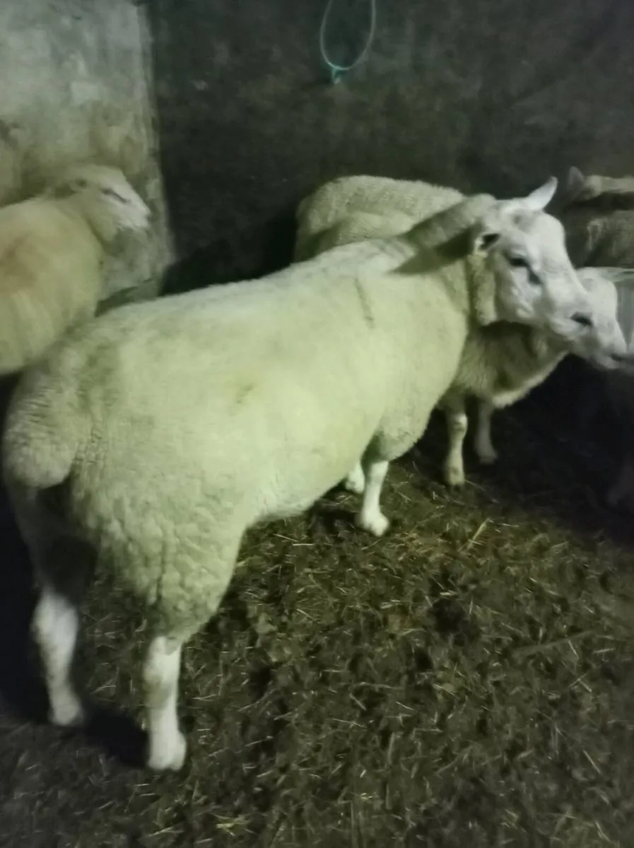Chartex hogget Rams - Image 4