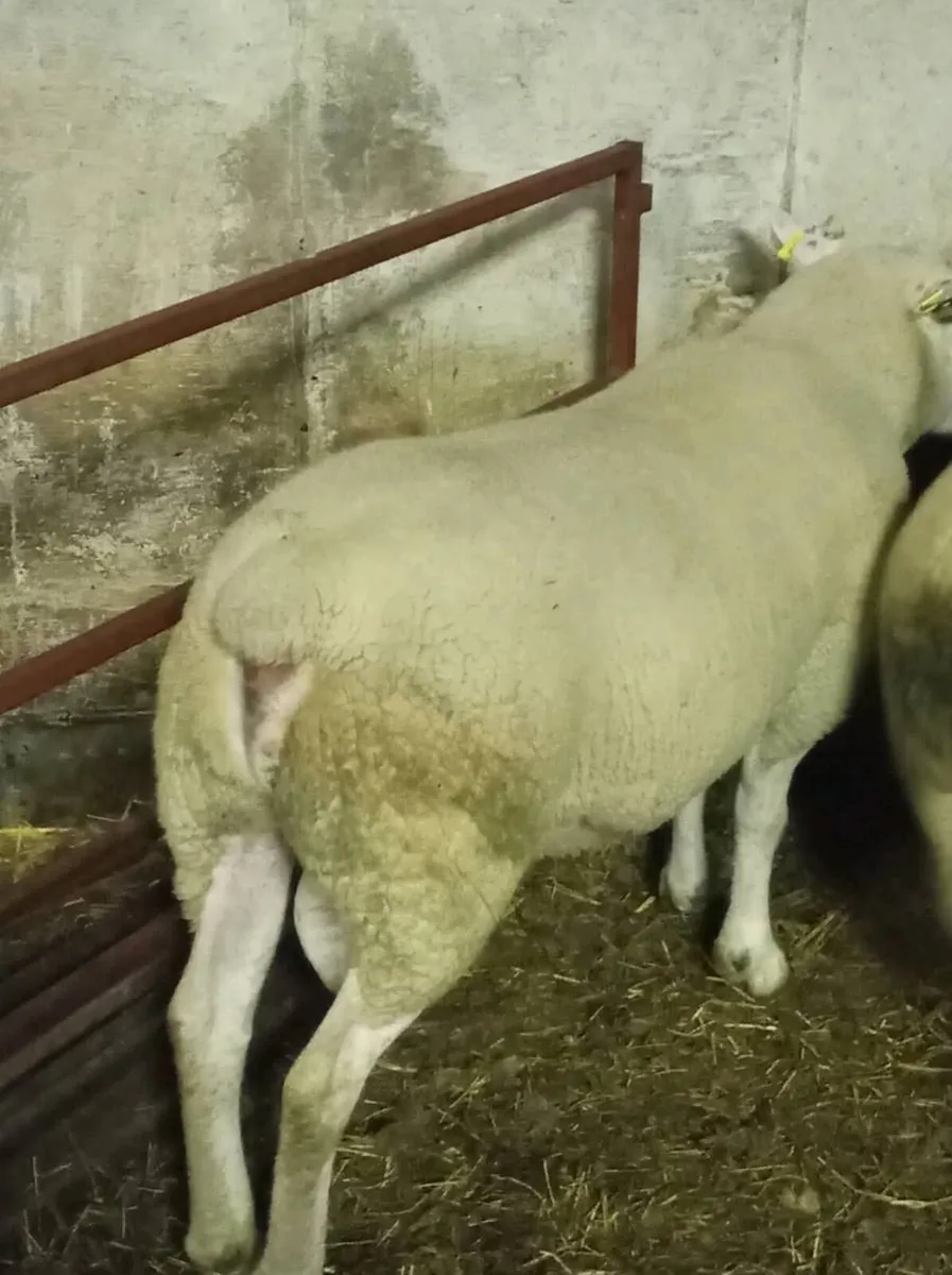 Chartex hogget Rams - Image 1