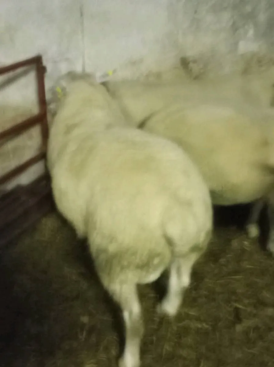 Chartex hogget Rams - Image 2