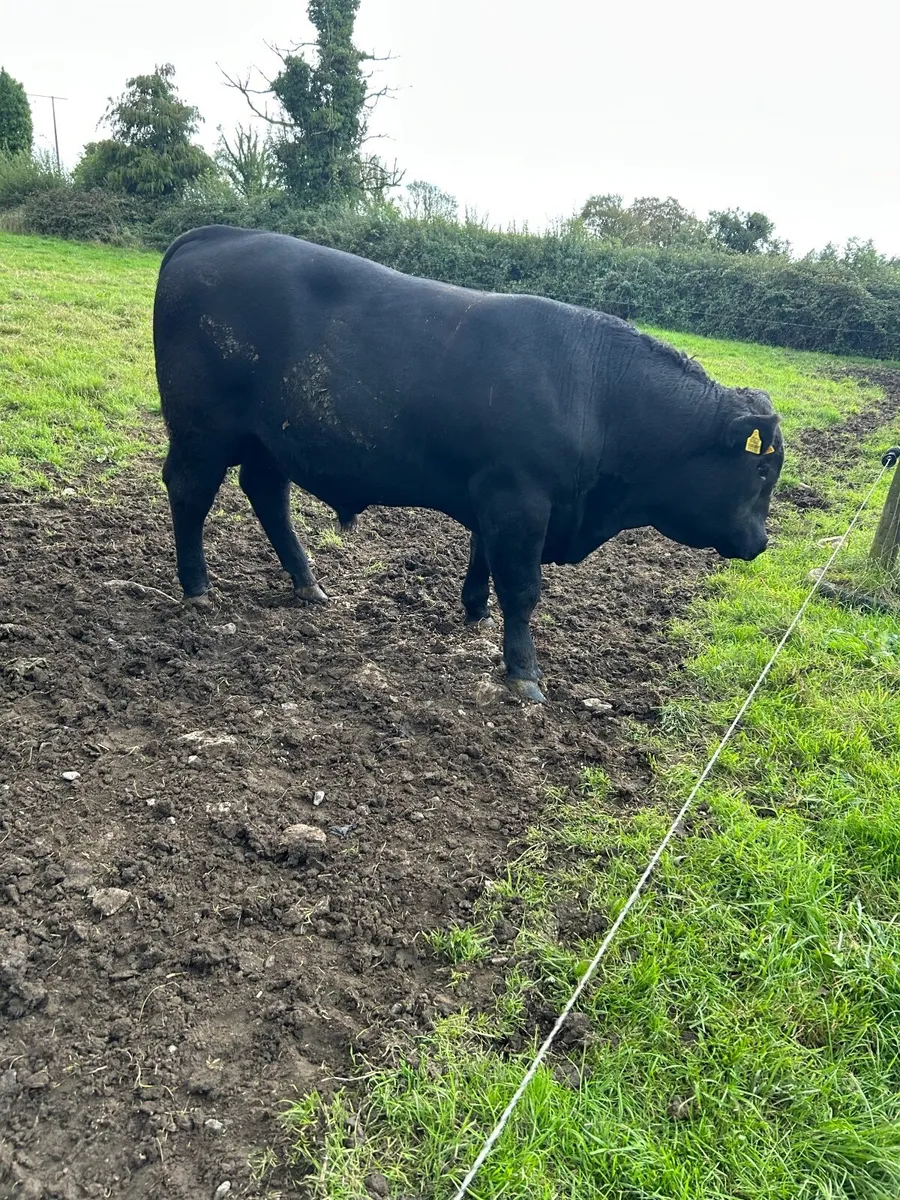Pedigree Angus Bulls - Image 2