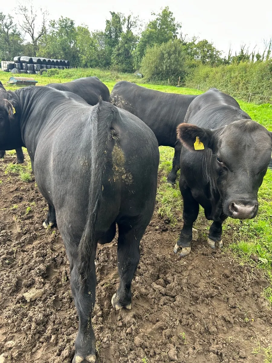 Pedigree Angus Bulls - Image 3