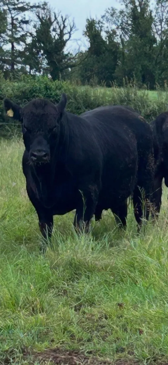 Pedigree Angus Bulls - Image 1