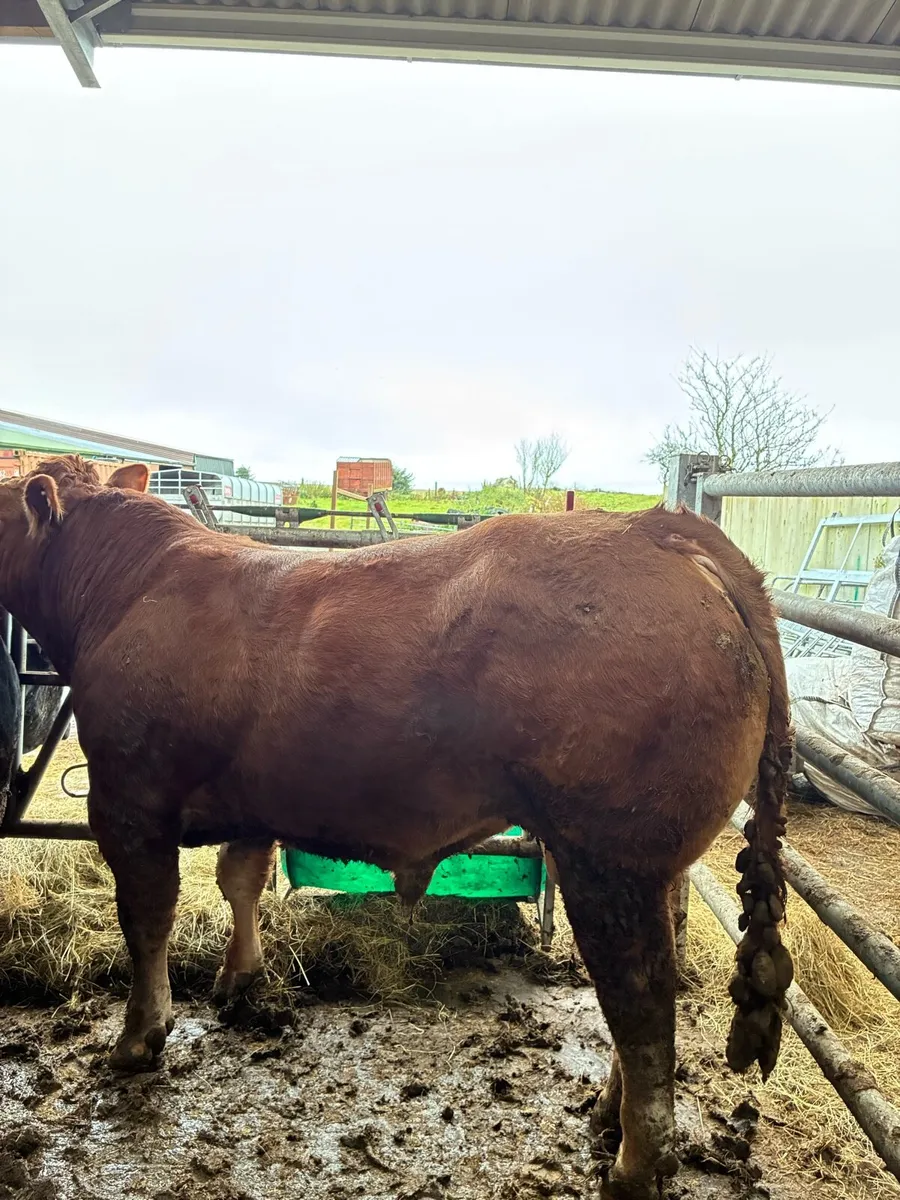 PB Limousin bull - Image 1