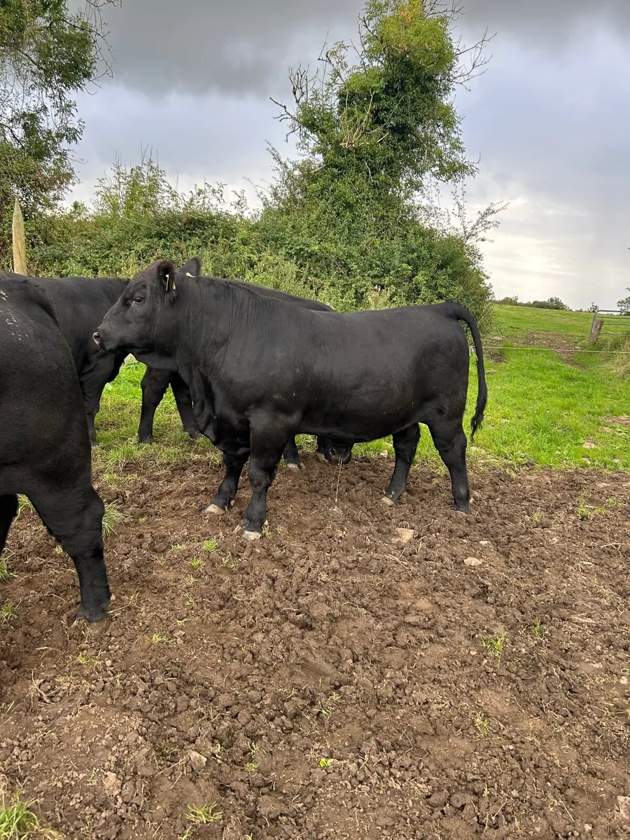 Pedigree Angus Bulls - Image 4