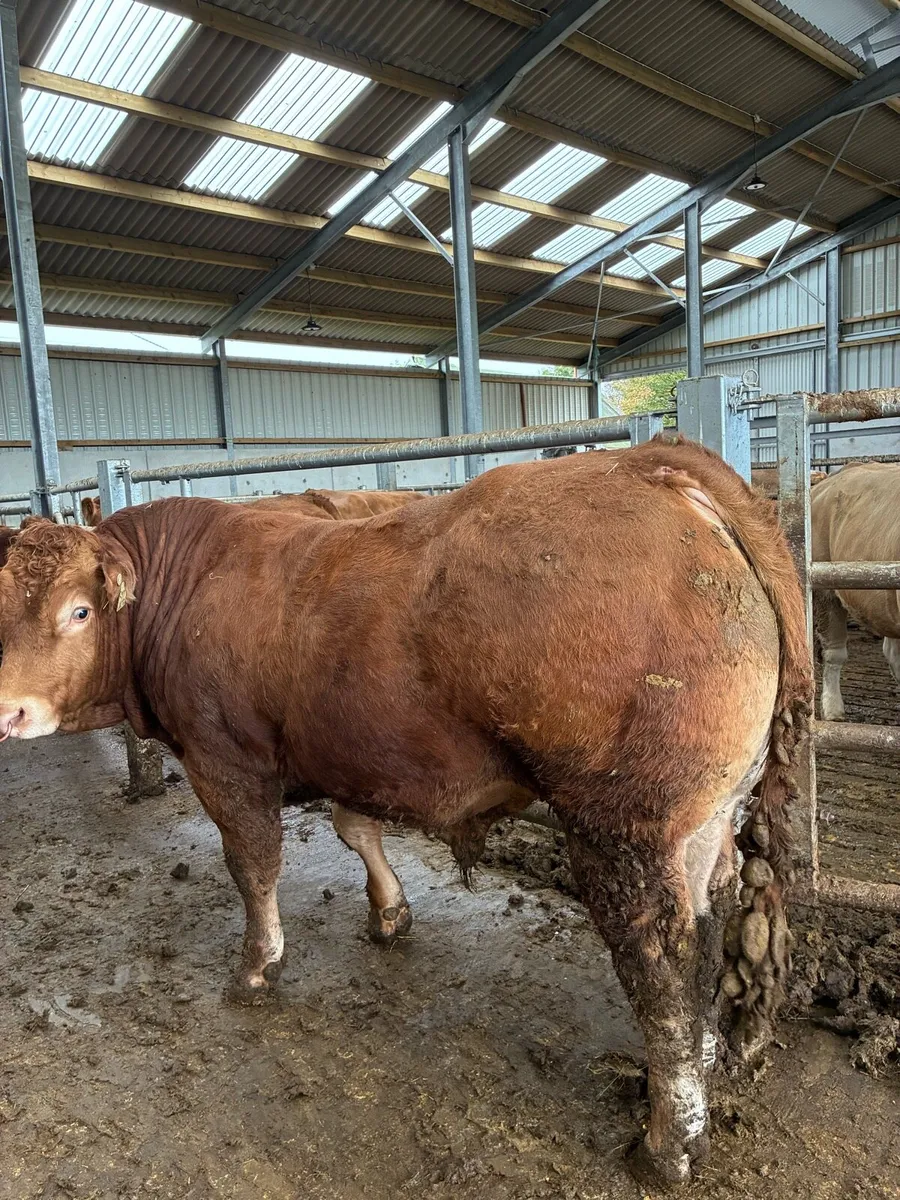 PB Limousin bull - Image 2