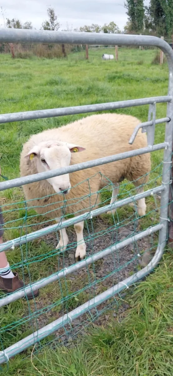 Belclare ram PBR