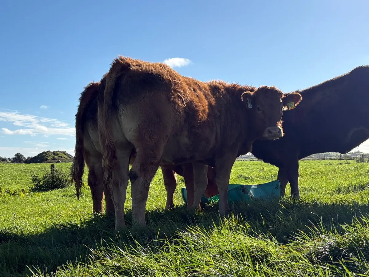 Weanling Heifers - Image 1