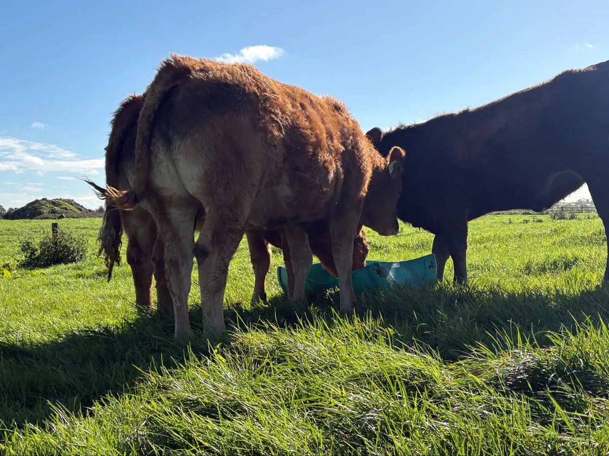 Weanling Heifers - Image 2