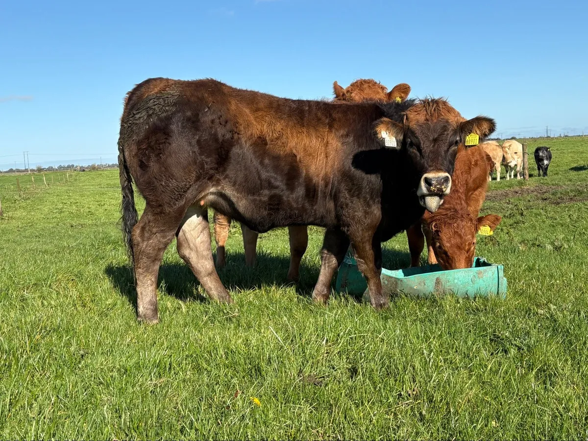 Weanling Heifers - Image 4